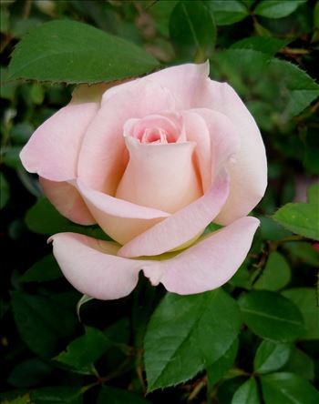 00-pinkperfect-vertical-rose20170529_143328_A.jpg by CLStauber Photography