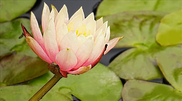 00-waterlily-DSC03204A.jpg by CLStauber Photography