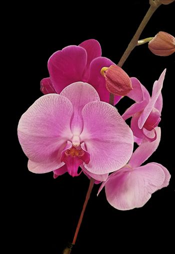 Purple Orchid by CLStauber Photography