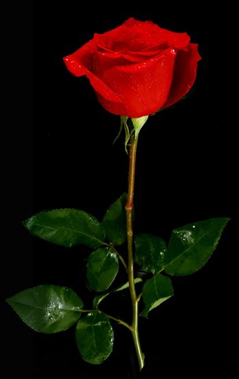Single Red Rose by CLStauber Photography