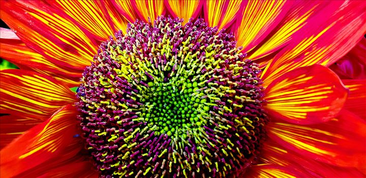 Colorful Sunflower by CLStauber Photography