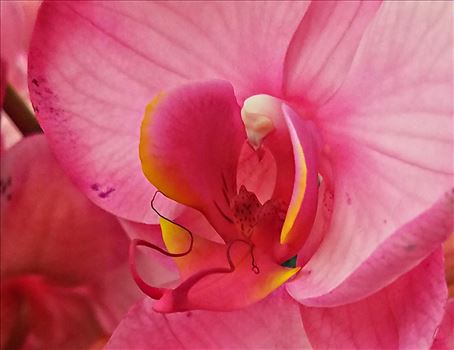 Orchid by CLStauber Photography