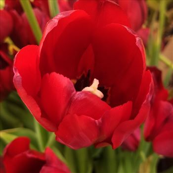 Red Tulip by CLStauber Photography