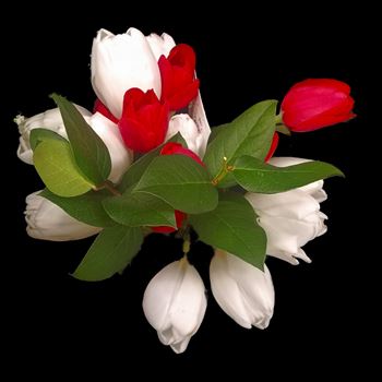 Red and white tulip bouquet by CLStauber Photography