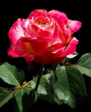 00-Rose-20171001_140158_37408042252_A.jpg by CLStauber Photography