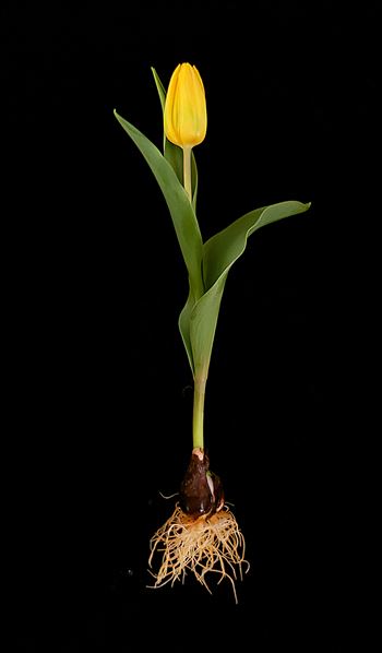 Single Yellow Tulip by CLStauber Photography