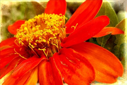 00-macroorange-flower_pe.jpg by CLStauber Photography