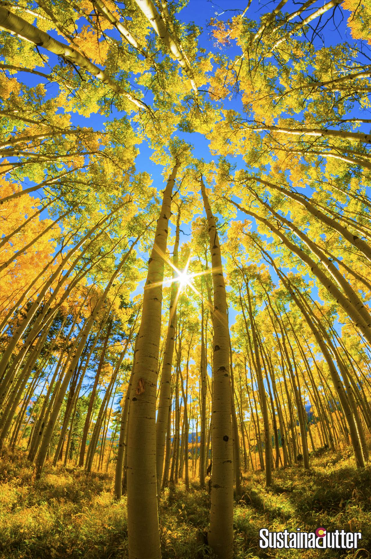 Aspens Logo'd.jpg undefined by WPC-66