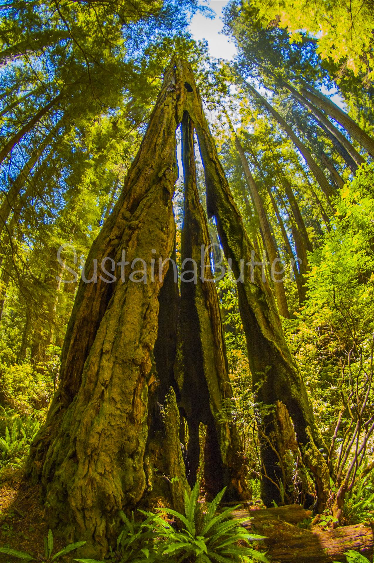 SustainaButter Watermarked Redwood.jpg  by WPC-66