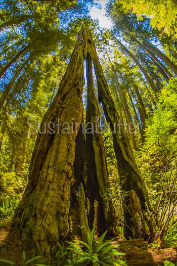 SustainaButter Watermarked Redwood.jpg - 