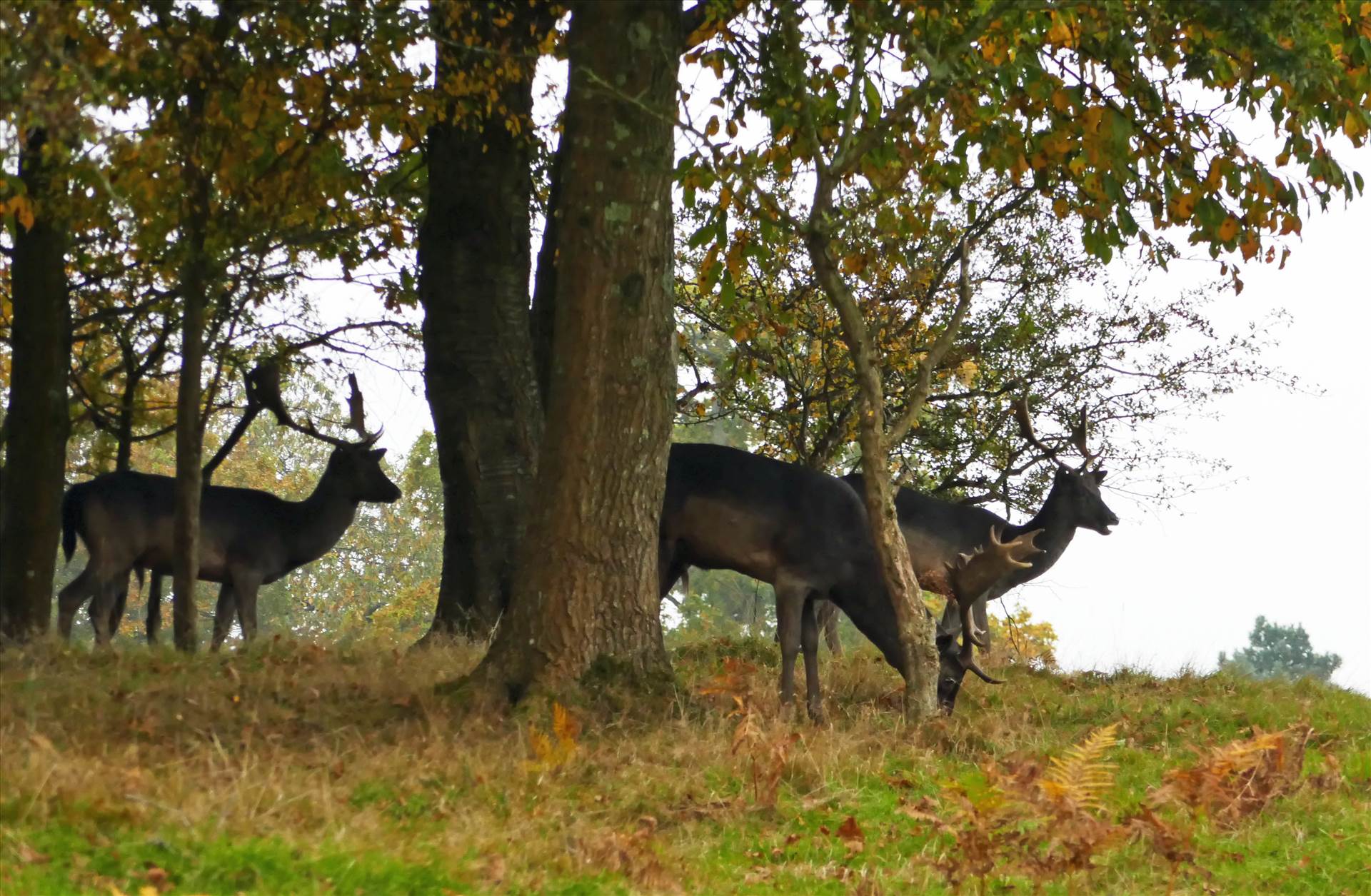 P1020281 ex.jpg undefined by WPC-10518