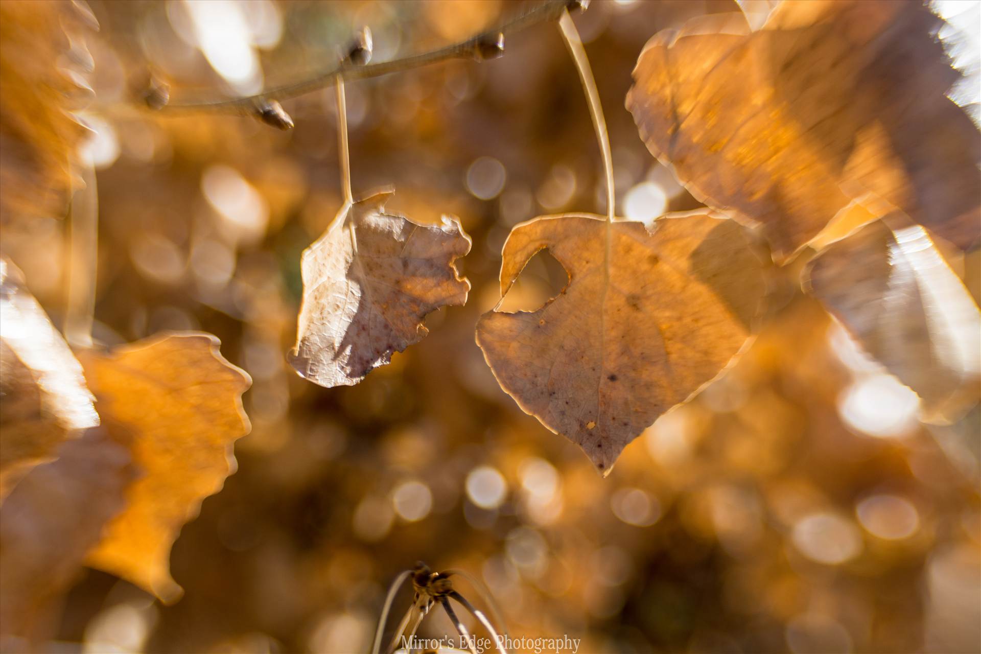 Fall Fantastic 11102015.jpg undefined by Sarah Williams