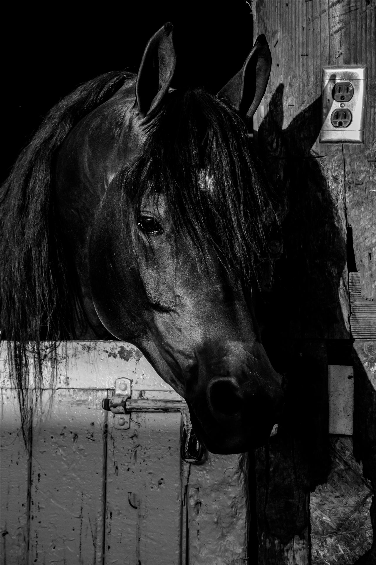 The Black Stallion.jpg Black Stallion at Santa Barbara Horse Show in California by Sarah Williams