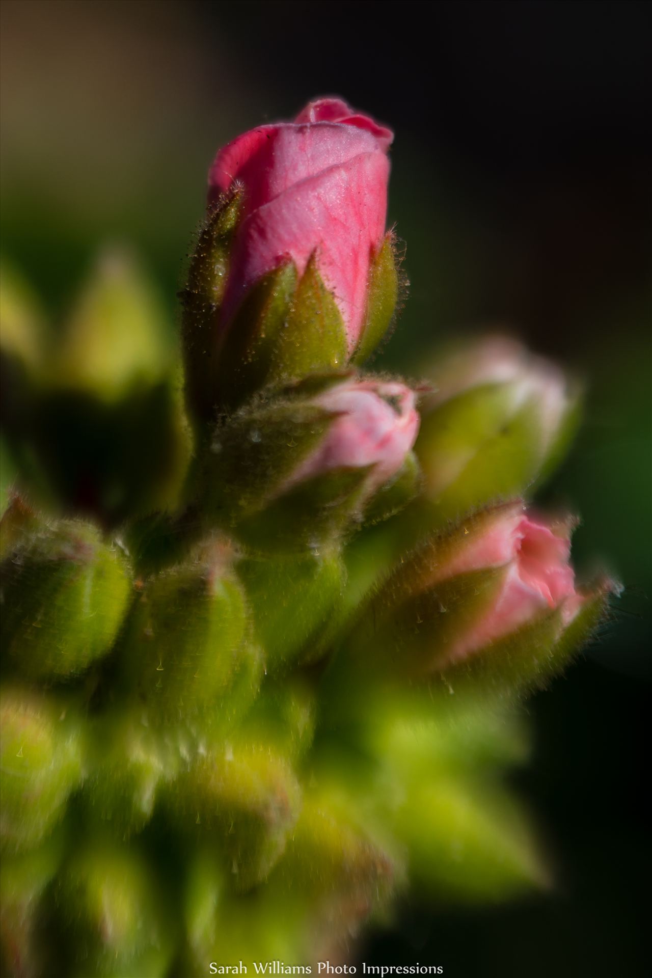 Little Pink Buds.jpg  by Sarah Williams