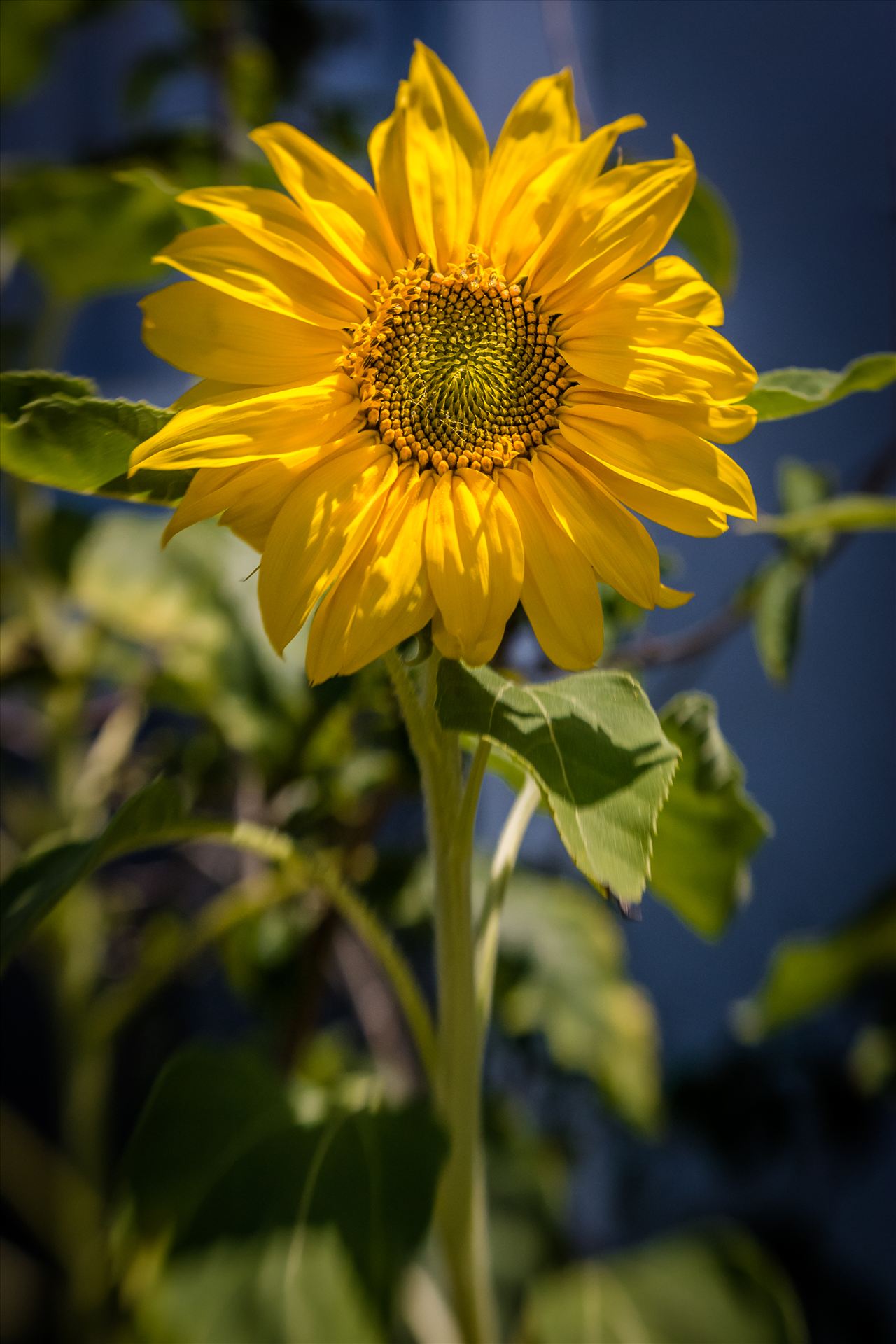 Sunflower Smiles.jpg Lone sunflower basking in the last light of a California day by Sarah Williams