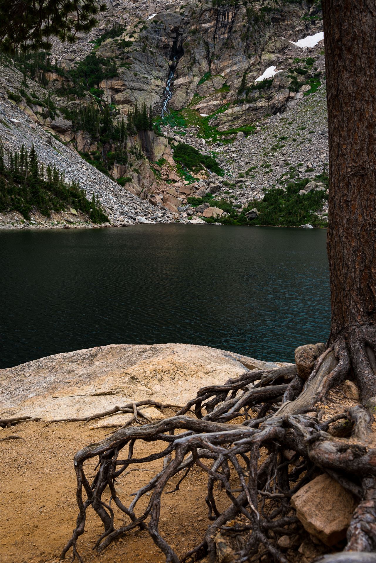Roots at Emerald Lake  by Sarah Williams