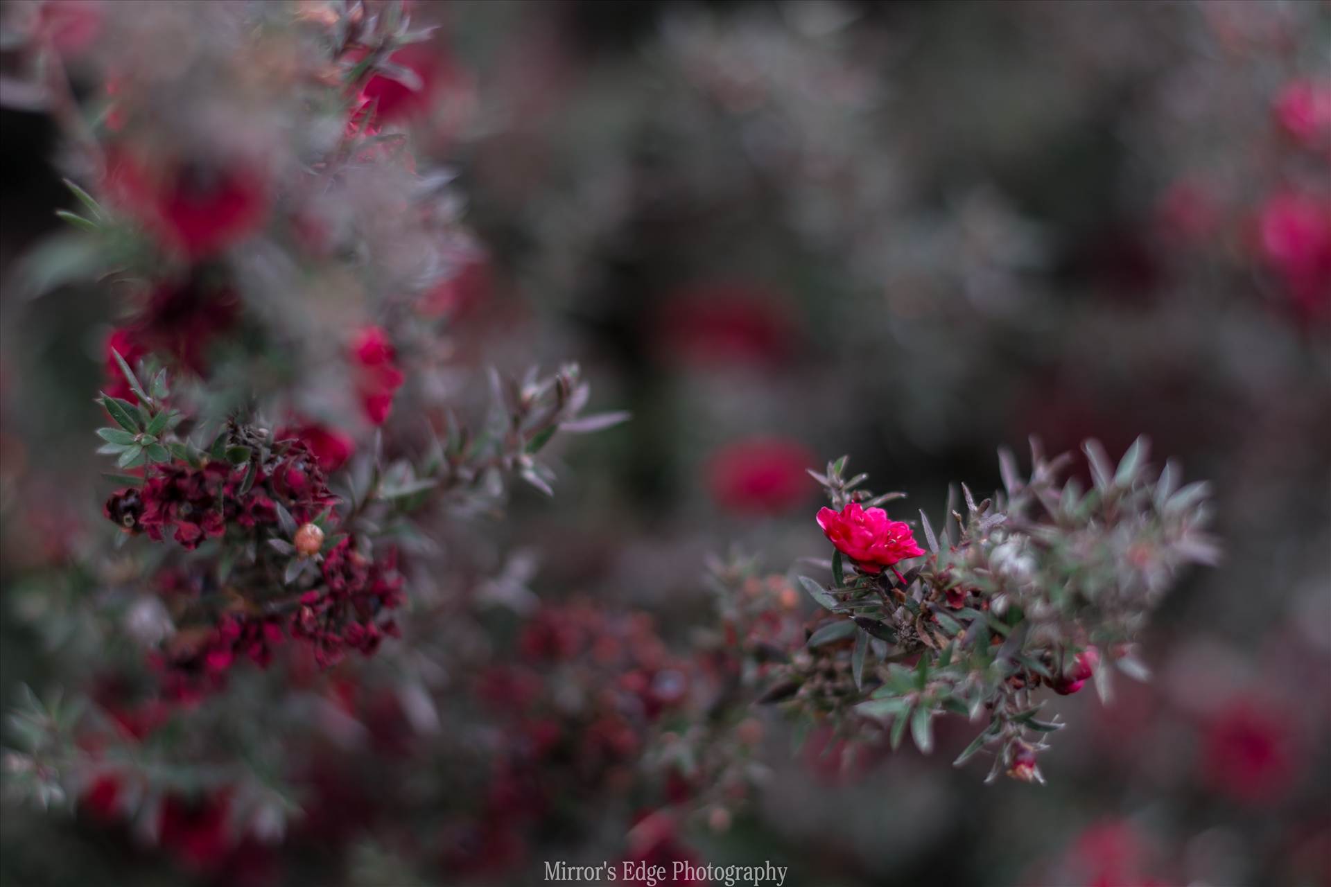 Red Blossoms Bokeh 10252015.jpg undefined by Sarah Williams