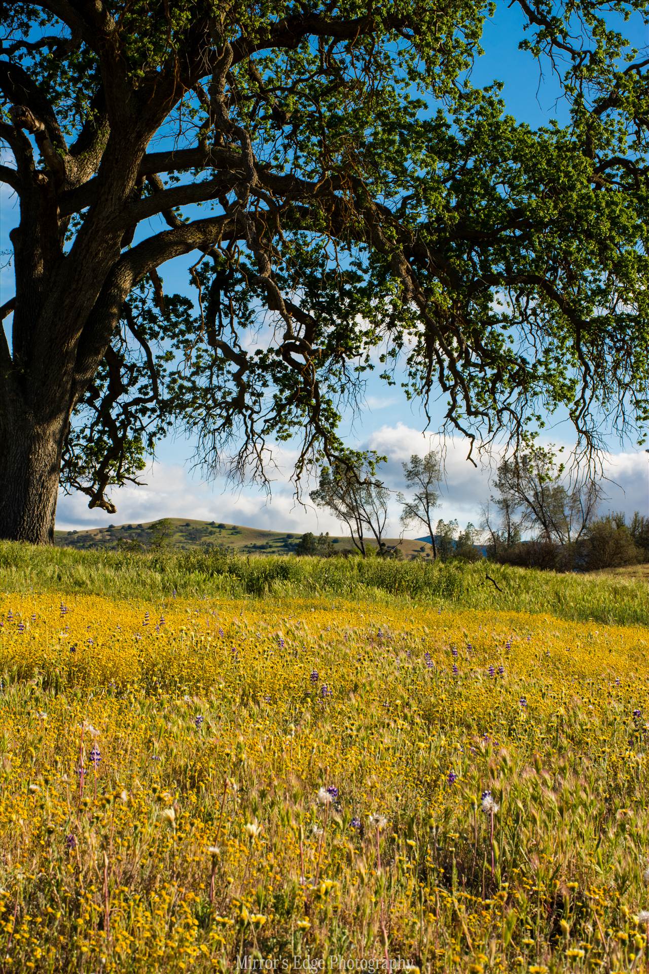 Lonely Oak and Wildflowers North County.jpg undefined by Sarah Williams