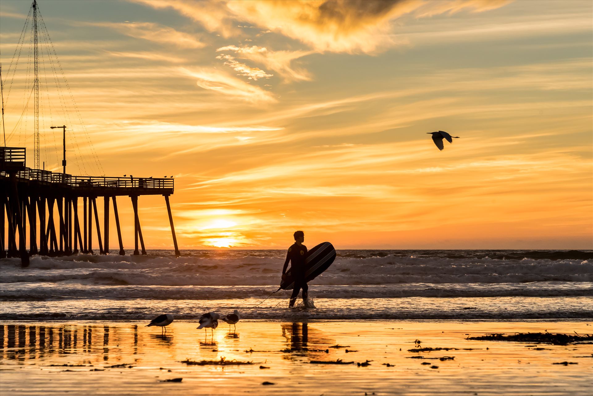Sunset Surfing and a Flying Bird.jpg  by Sarah Williams