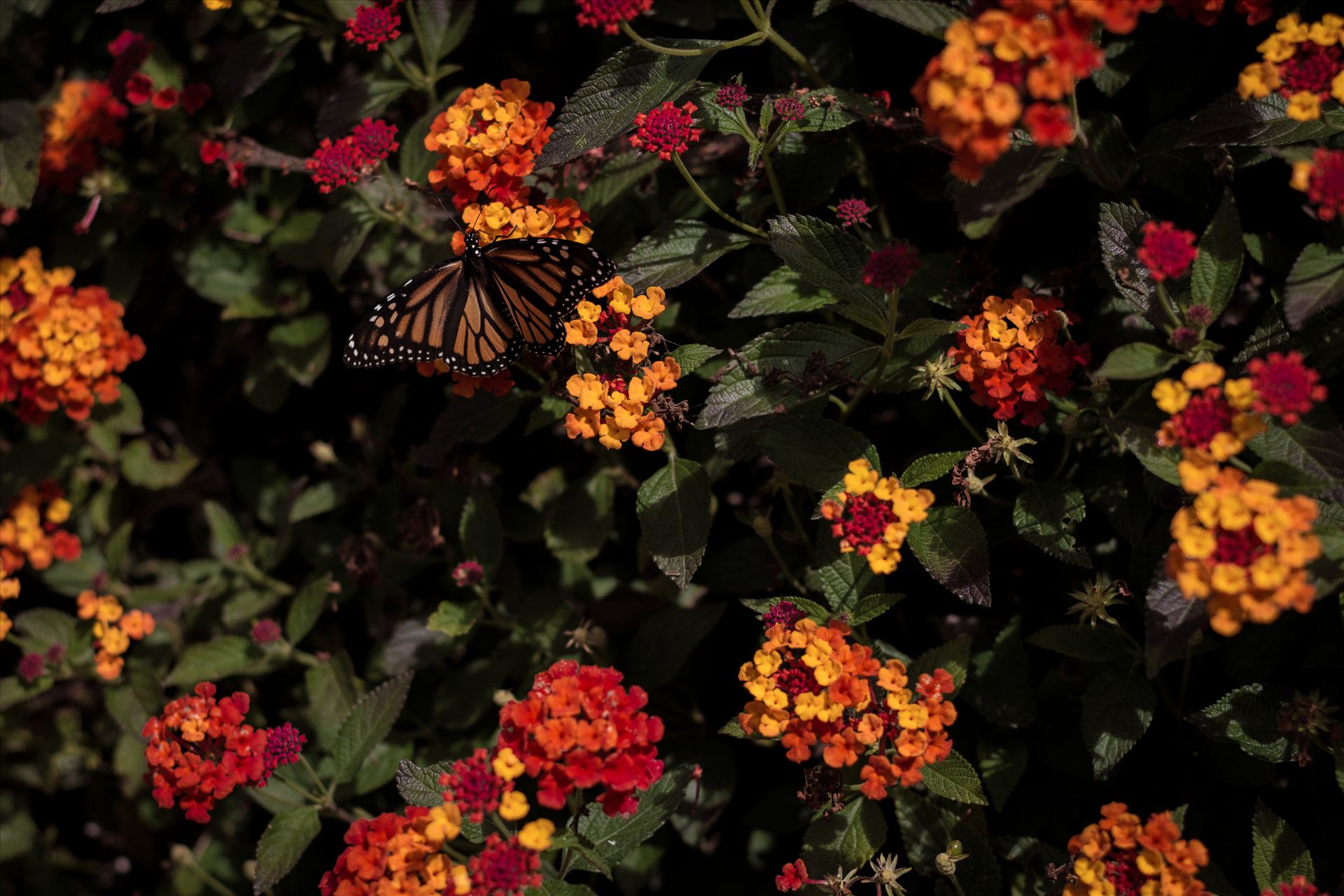 Butterfly Dawn.jpg Monarch butterfly landing on bright flowers on California's Central Coast near Pismo Beach. by Sarah Williams