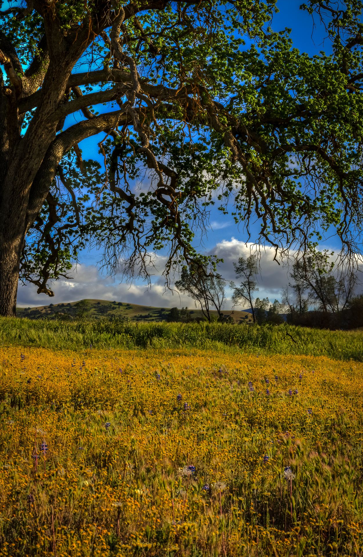 Shell Creek Oak Tree Meadow.jpg Spring flowers beneath an Oak in Paso Robles California by Sarah Williams