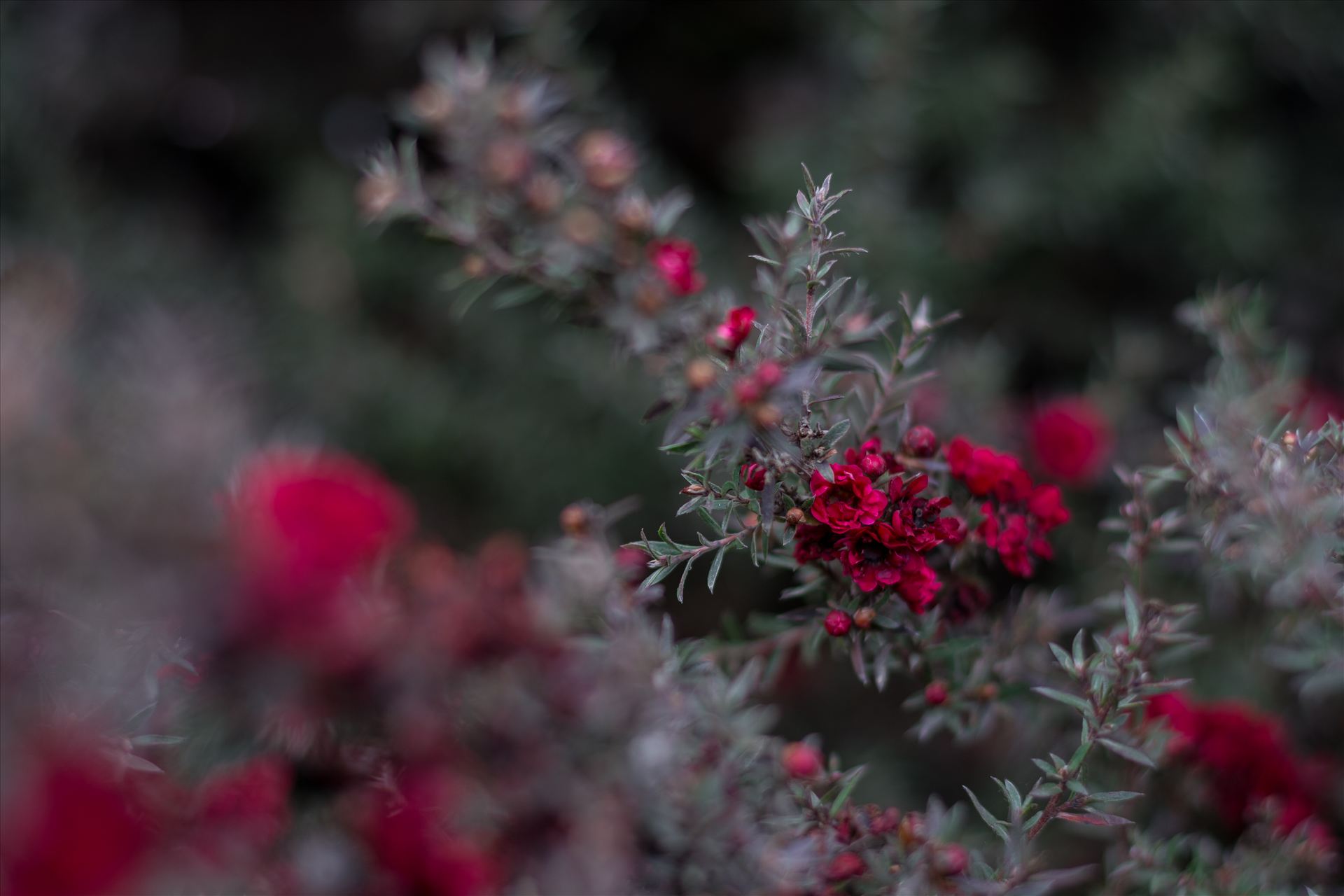 Red Blossoms Bokeh 2 10252015.jpg Winter is on the way, Christmas is around the corner. by Sarah Williams