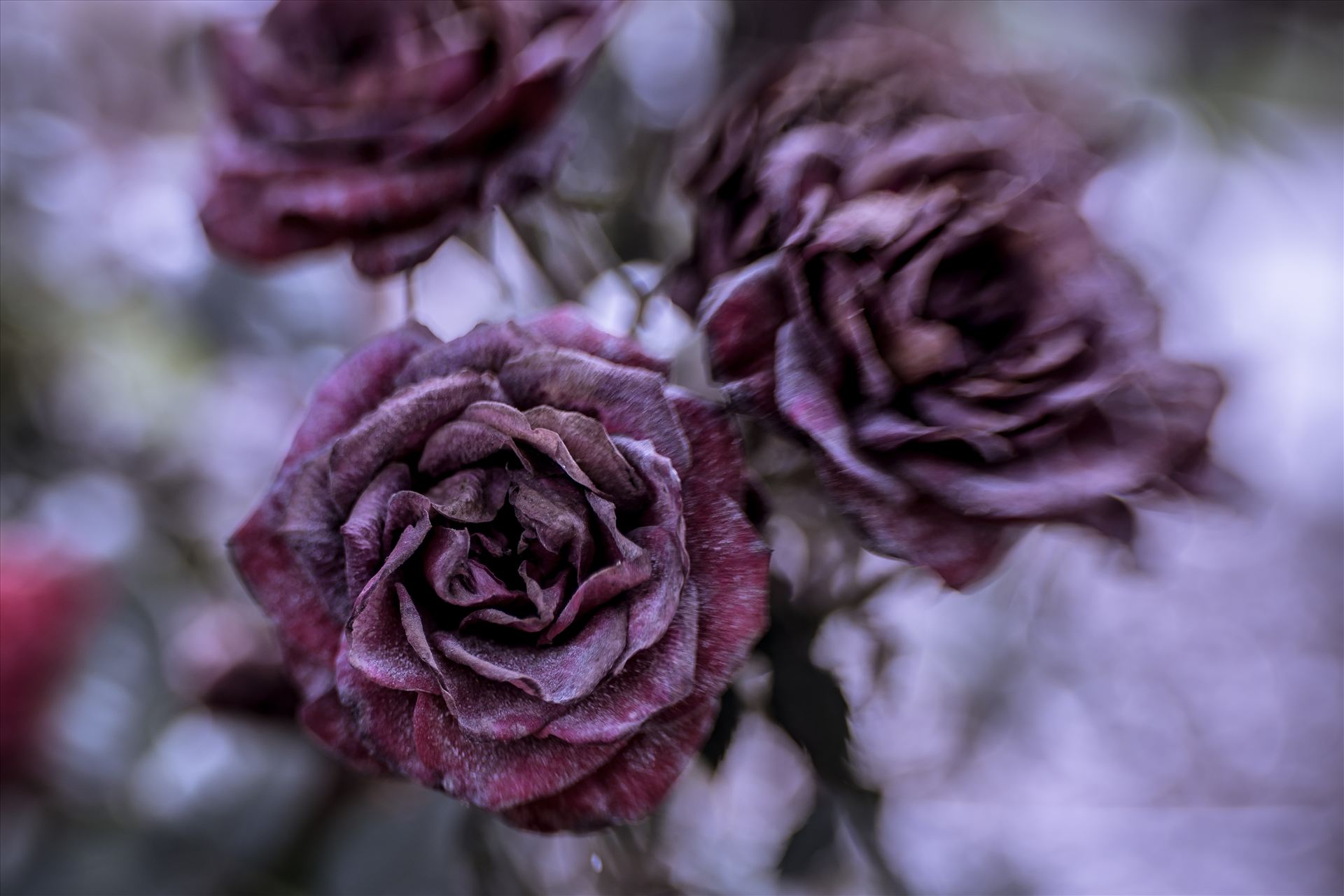 Frozen Rose.jpg Dried roses frozen in time by Sarah Williams