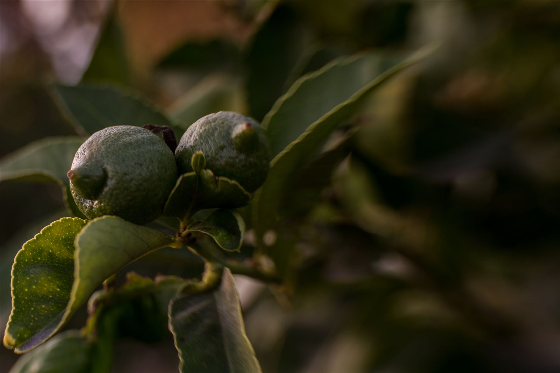Lovely Limes 092615.jpg Last of the limes in California in October by Sarah Williams