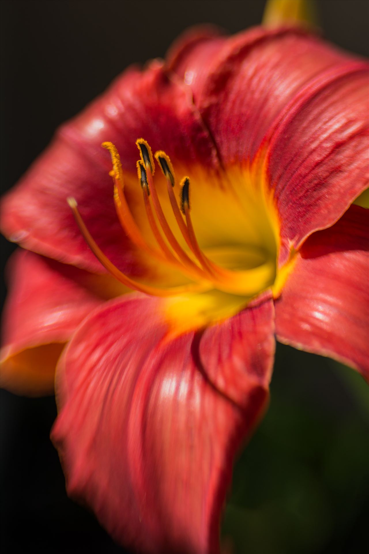 Wet Hawaiian Morning.jpg Lily facing the sun with dark background by Sarah Williams