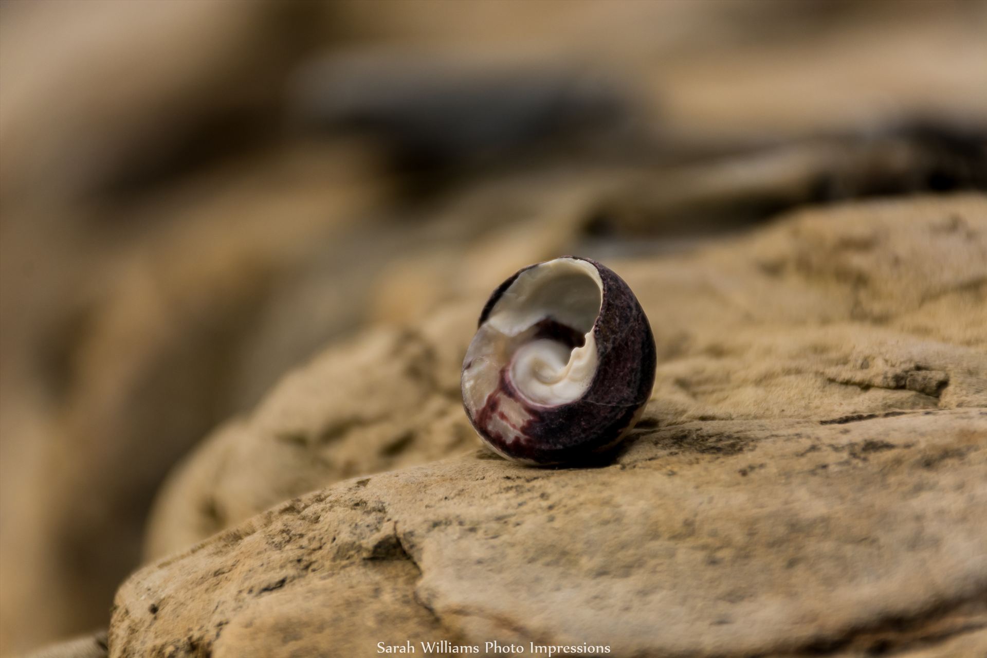 Sea Shell.jpg  by Sarah Williams