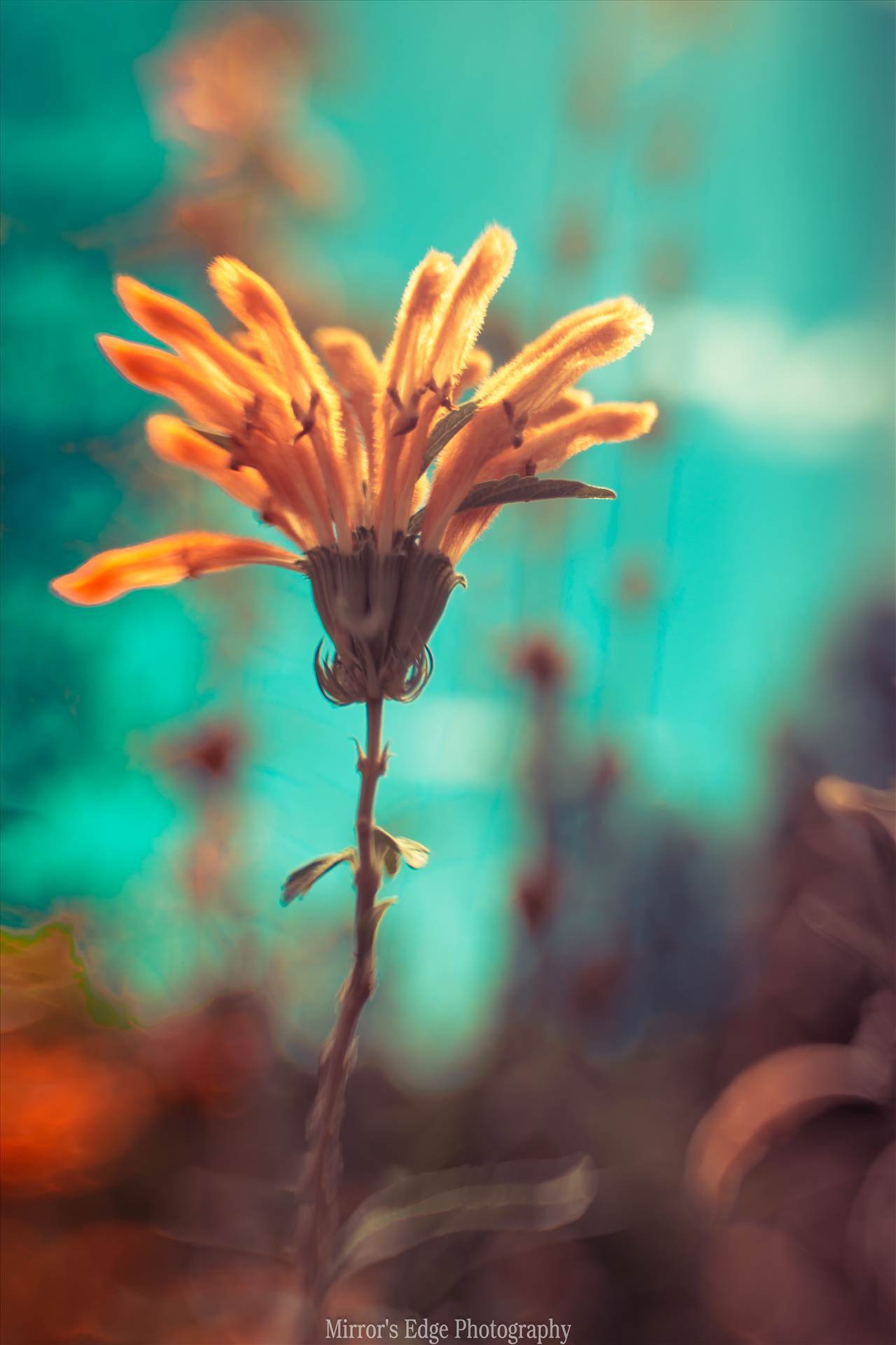 Orange Flower in Wonderland.jpg undefined by Sarah Williams