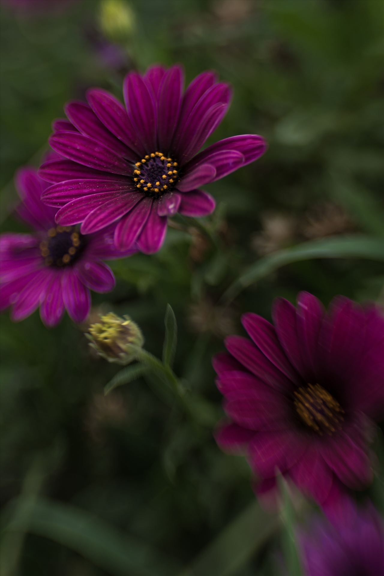 Purple Velvet Daisies.jpg  by Sarah Williams