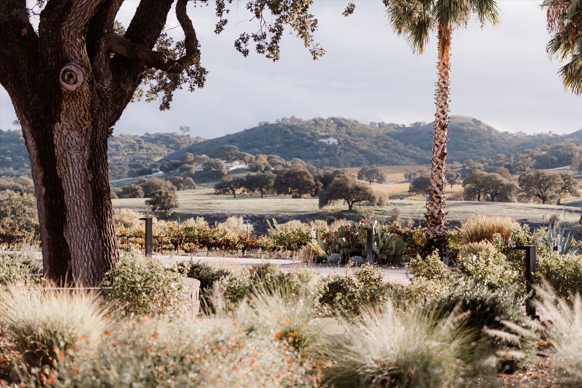 Final-2519.jpg  by Sarah Williams