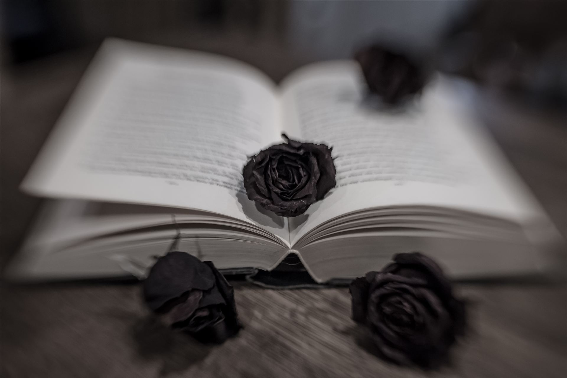 Black Roses.jpg Black roses in a book in modern art style with Lensbaby Sweet 35 by Sarah Williams