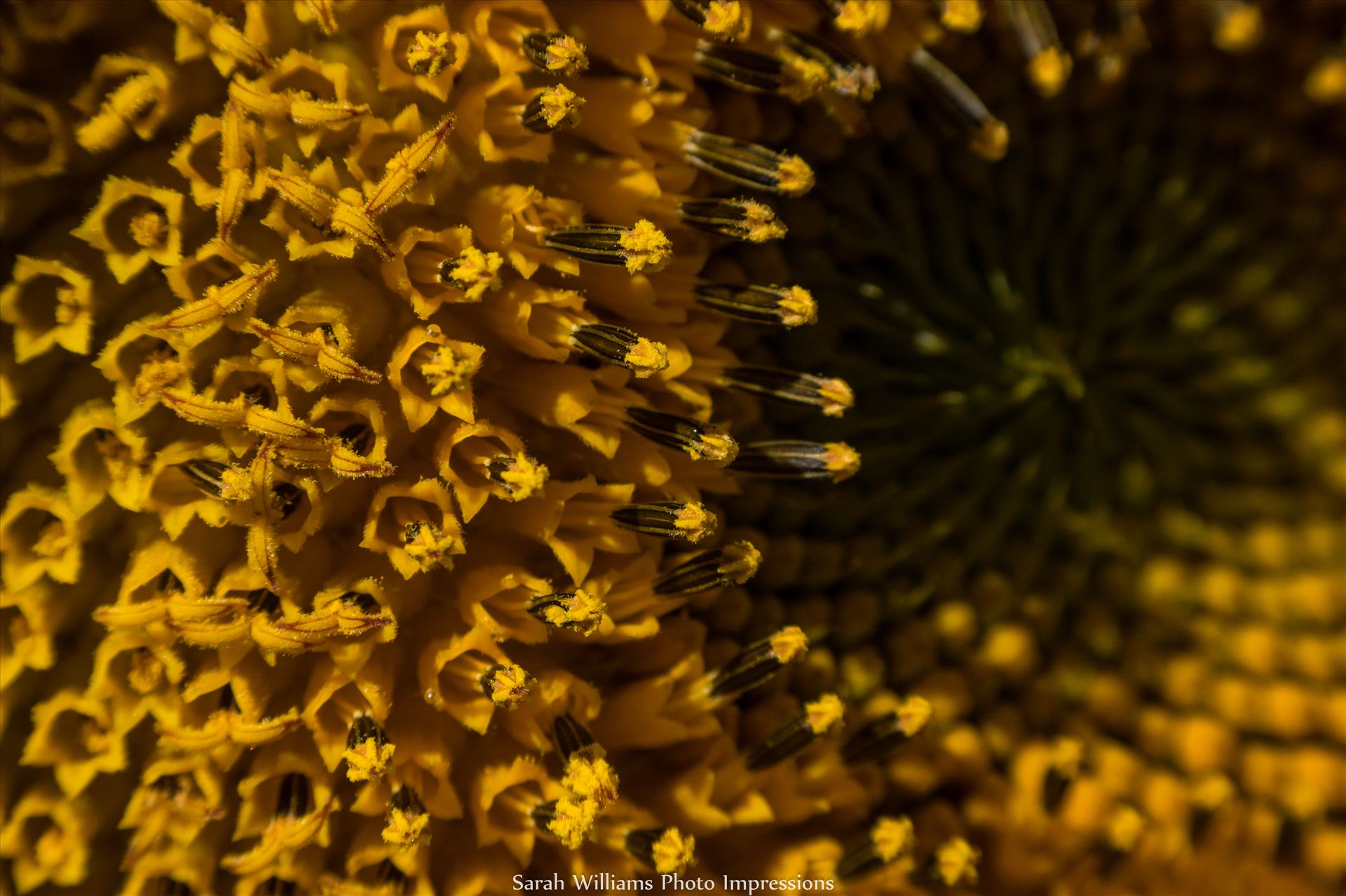 Sunflower Vortex.jpg  by Sarah Williams