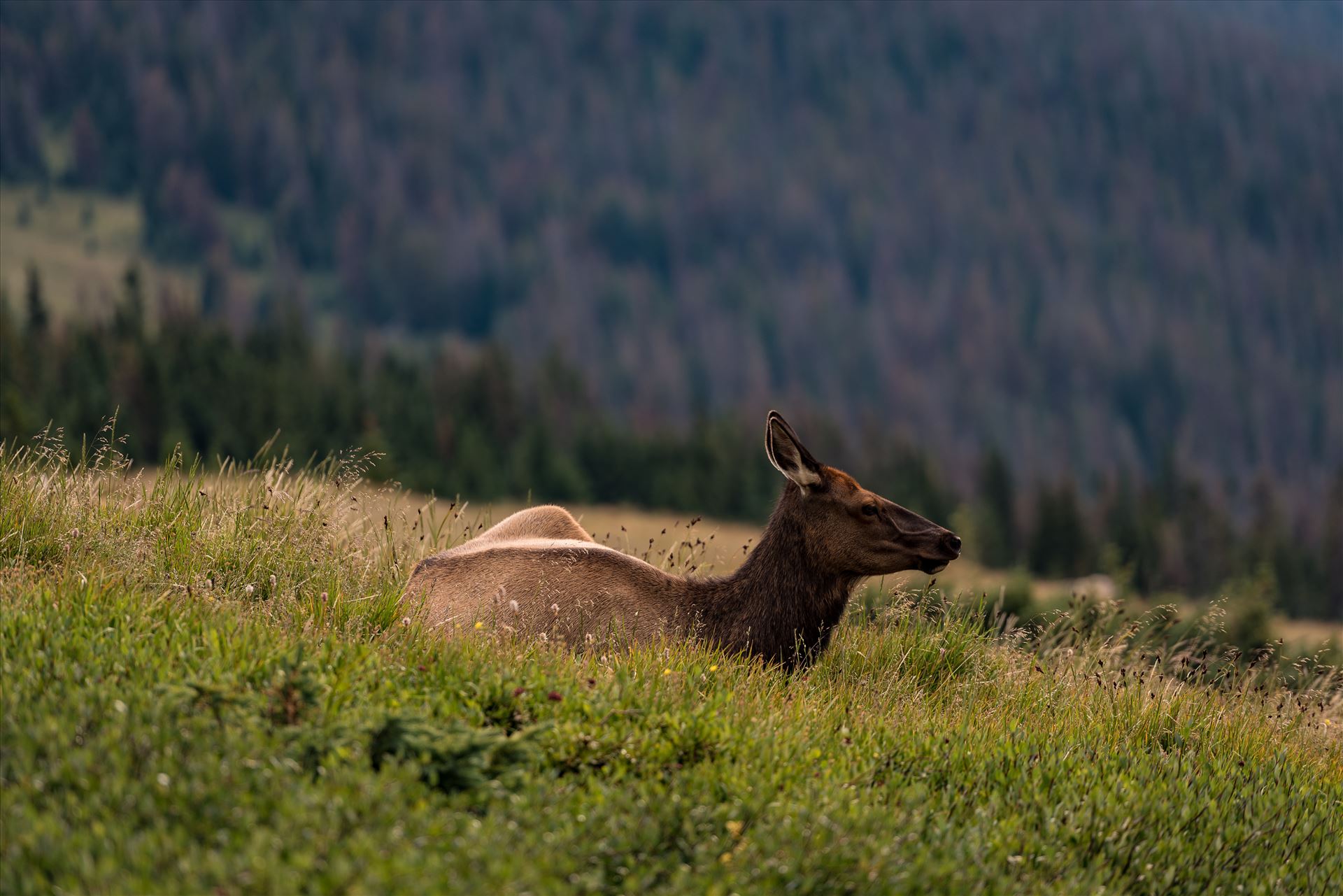 Lonely Doe in Rocky Mountain National Park  by Sarah Williams