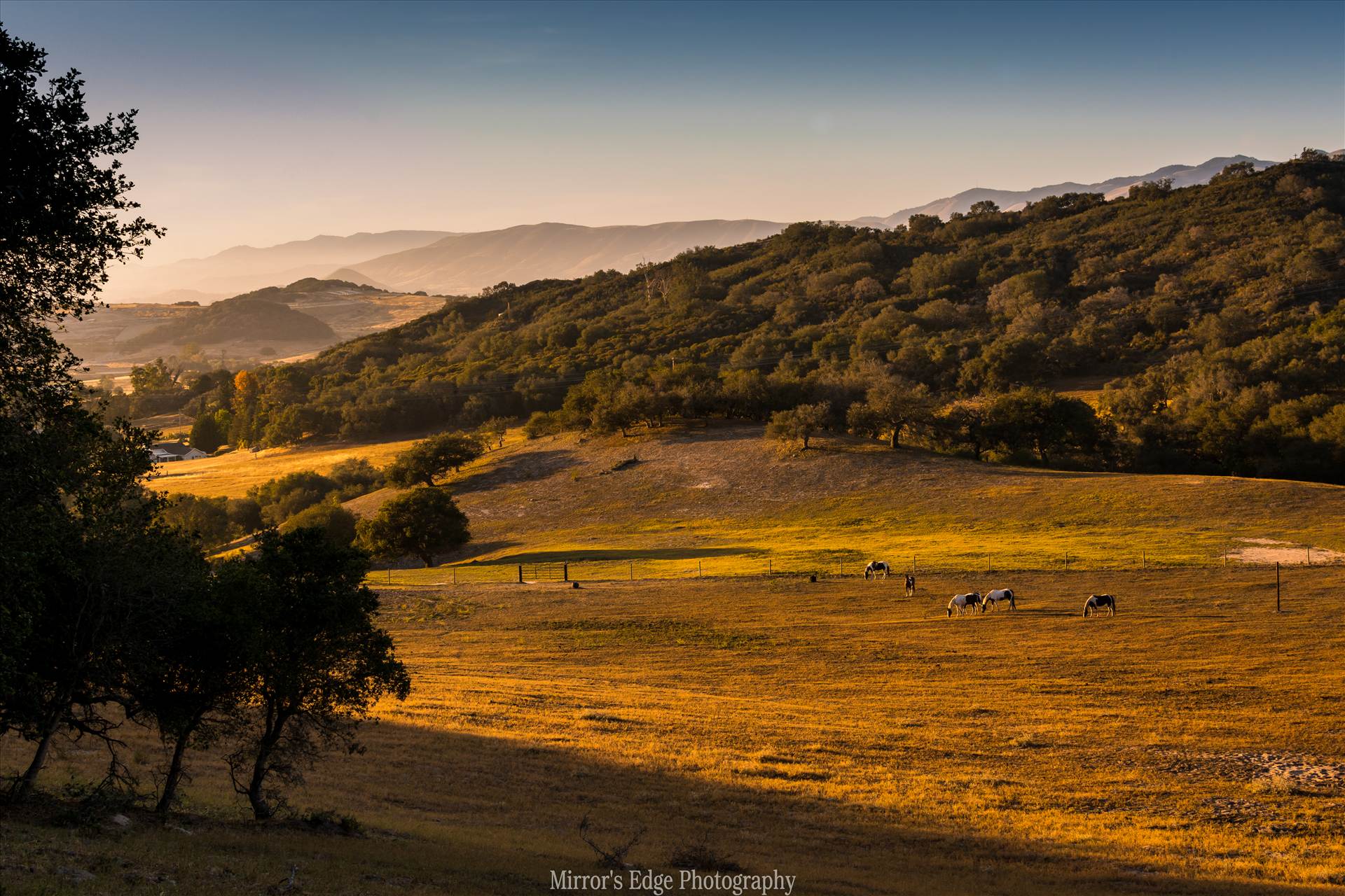 Grazing at Sunset.jpg undefined by Sarah Williams