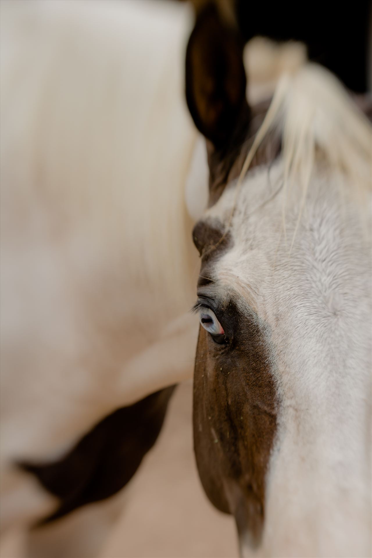 Blue Eyed Gal.jpg Blue eyed paint horse posing for the camera.  Focus on the eye and artistically softened in camera to highlight patterns. by Sarah Williams