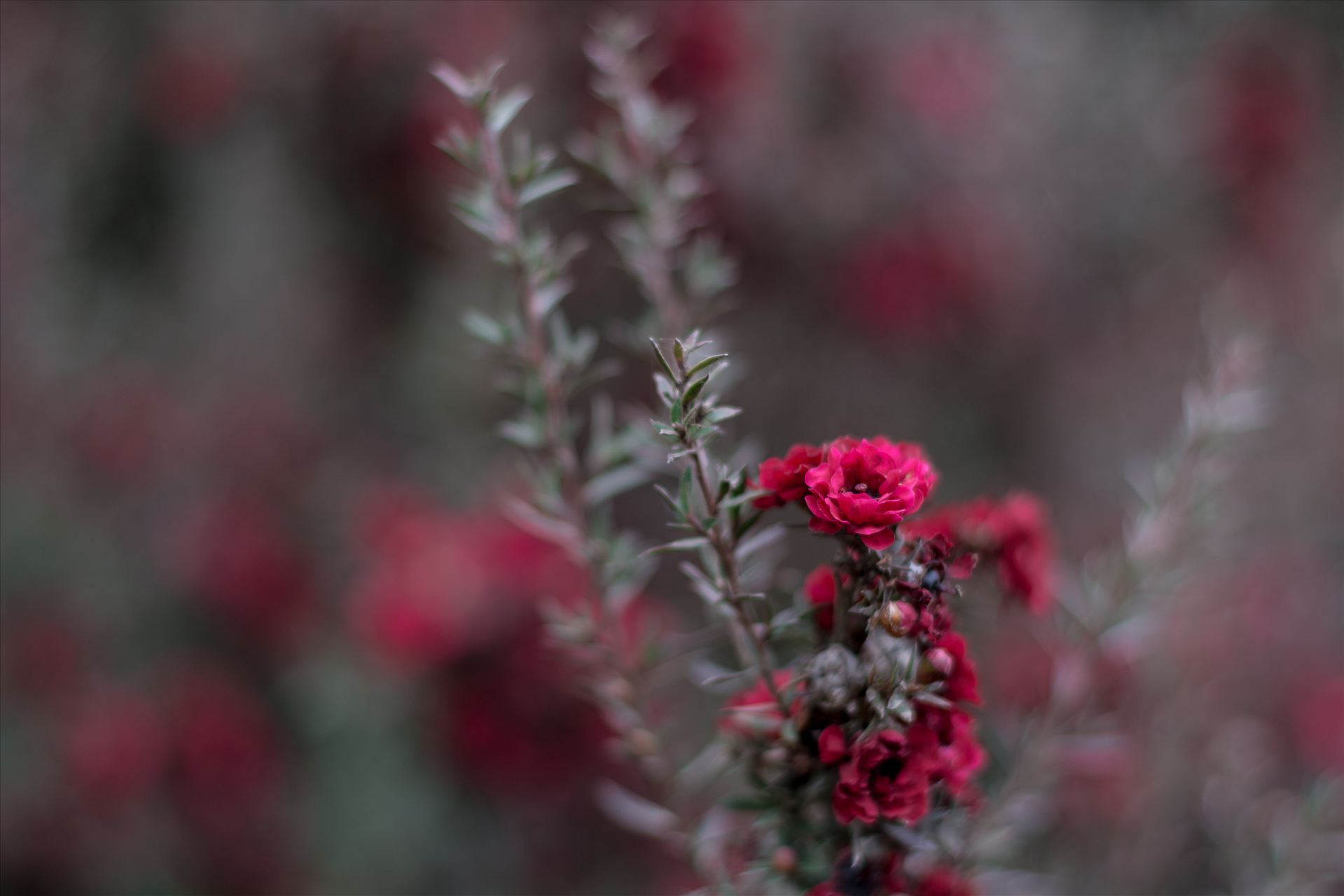 Red Blossoms Bokeh 3 10252015.jpg  by Sarah Williams
