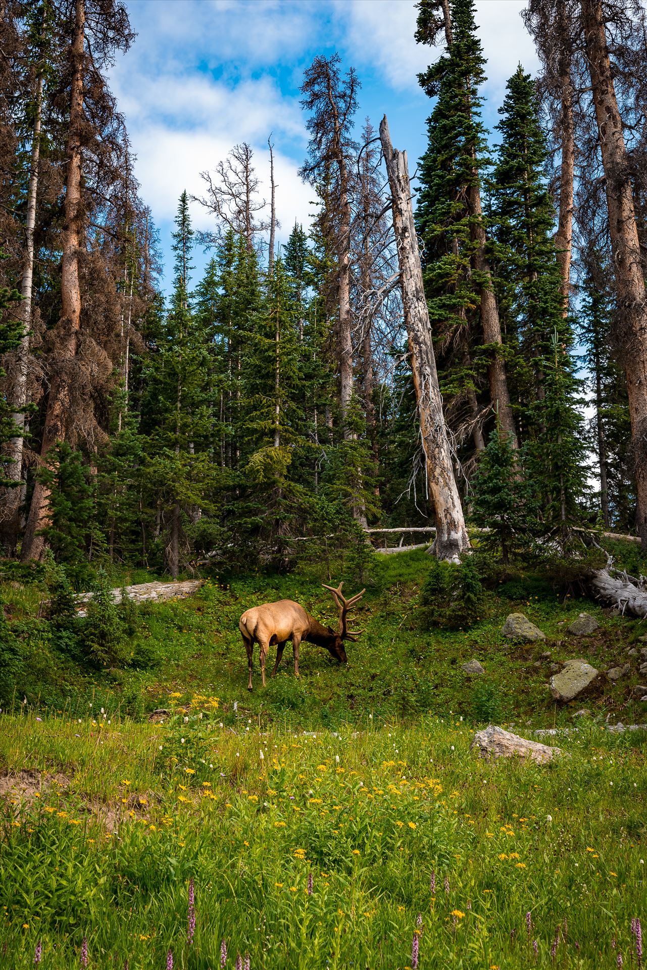 Elk in Magic Meadow  by Sarah Williams