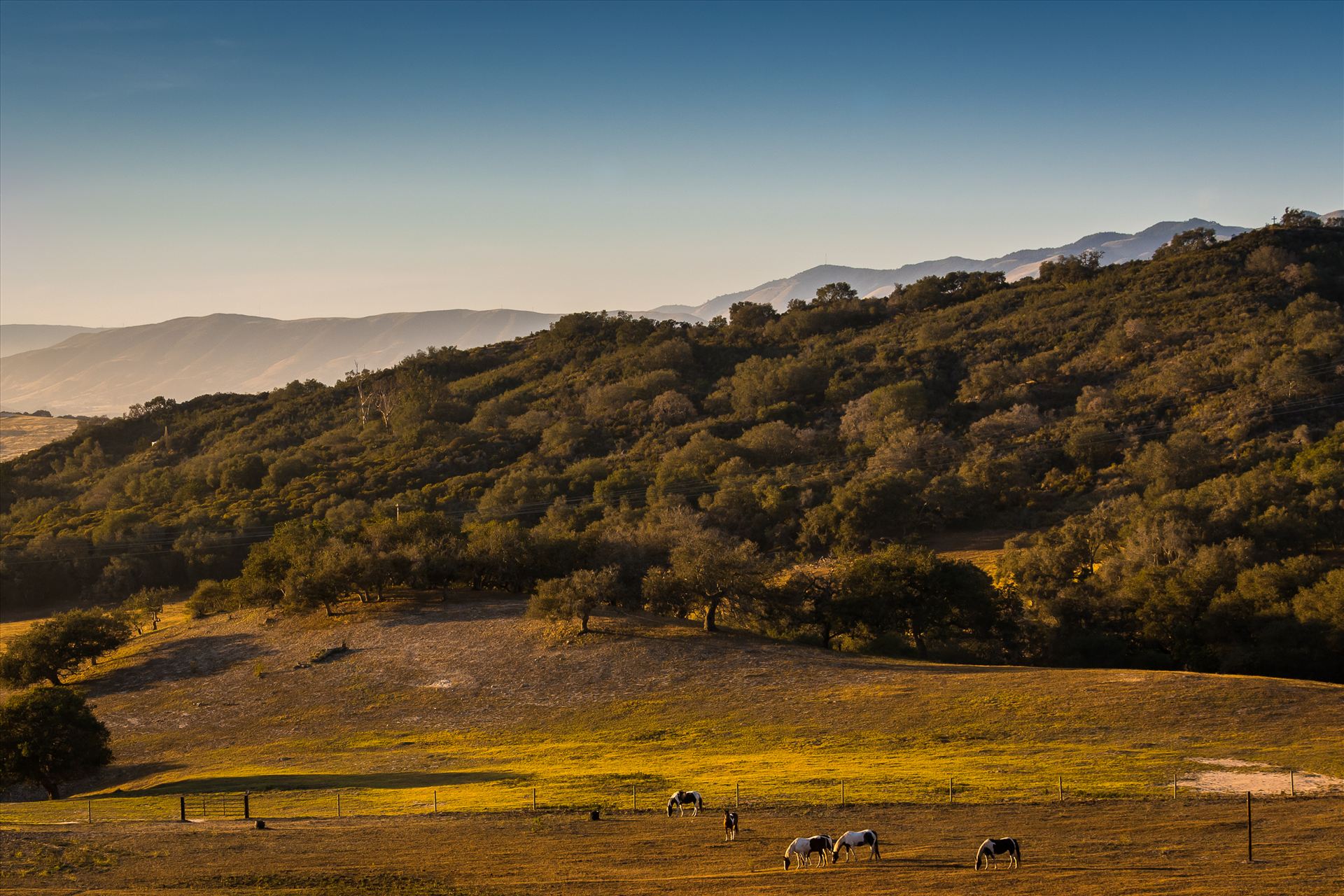 Grazing at Sunset.jpg Horses grazing in a golden field at sunset in Arroyo Grande, California by Sarah Williams