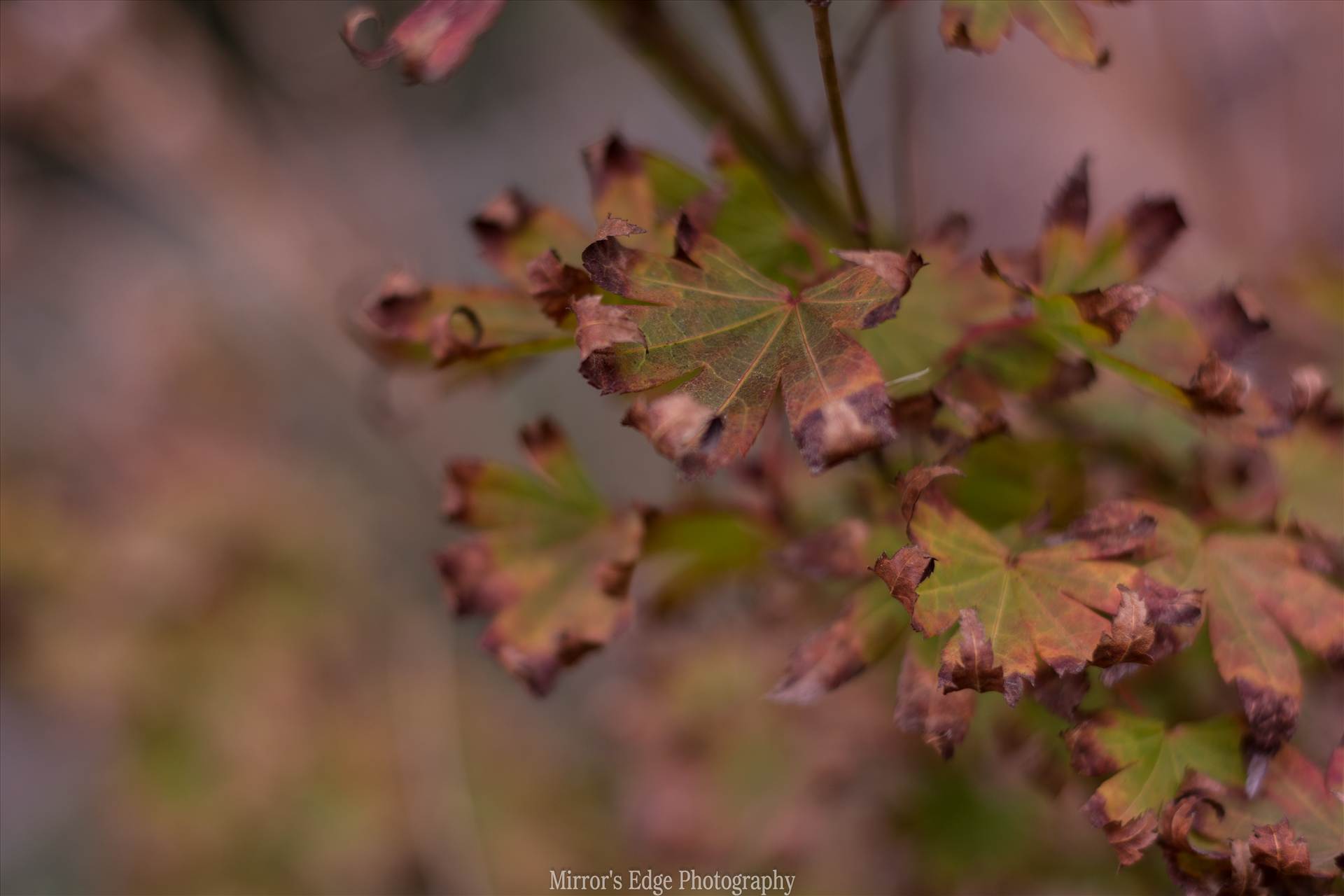 Curled Leaves.jpg undefined by Sarah Williams