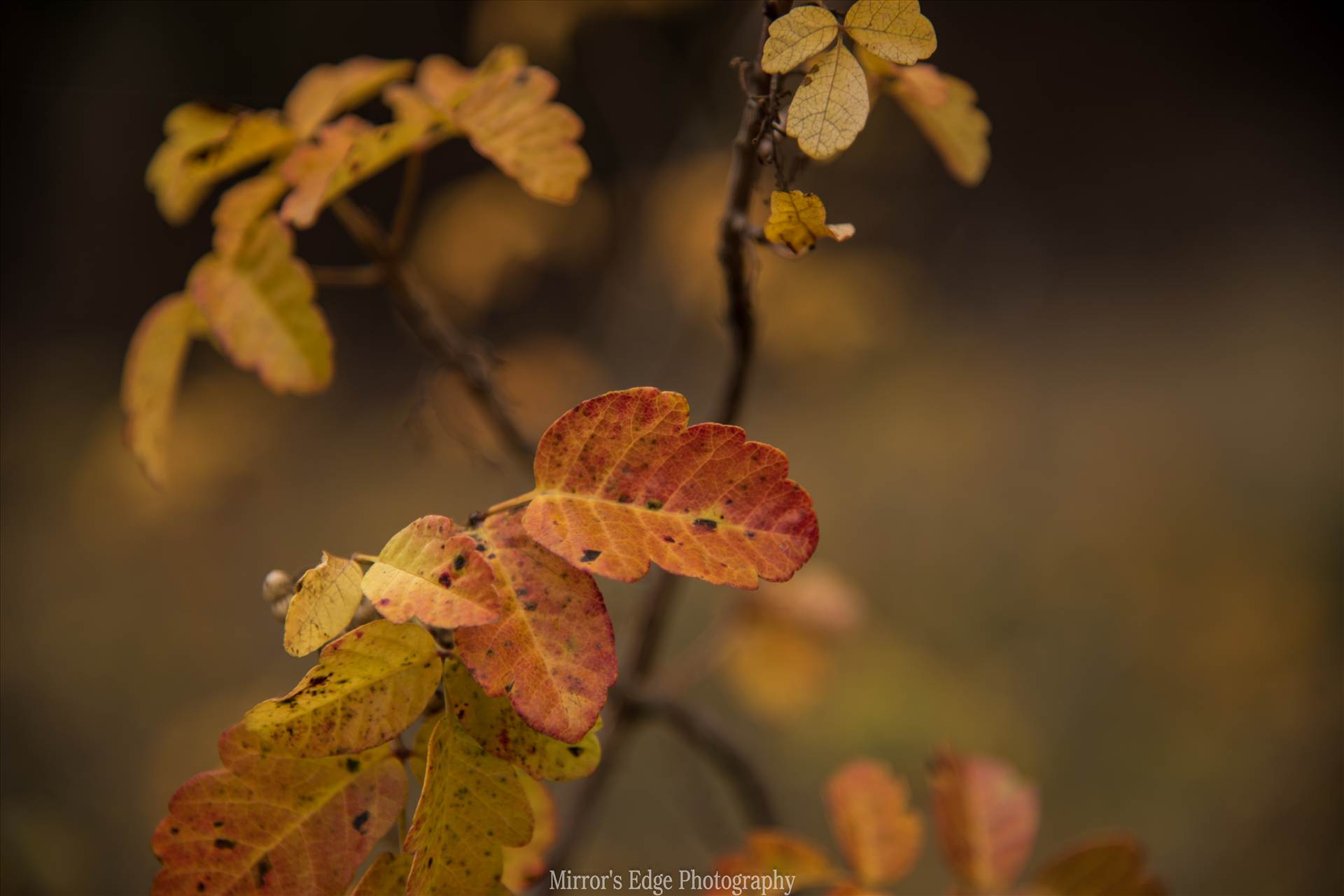 Oak Leaves Changing.jpg undefined by Sarah Williams