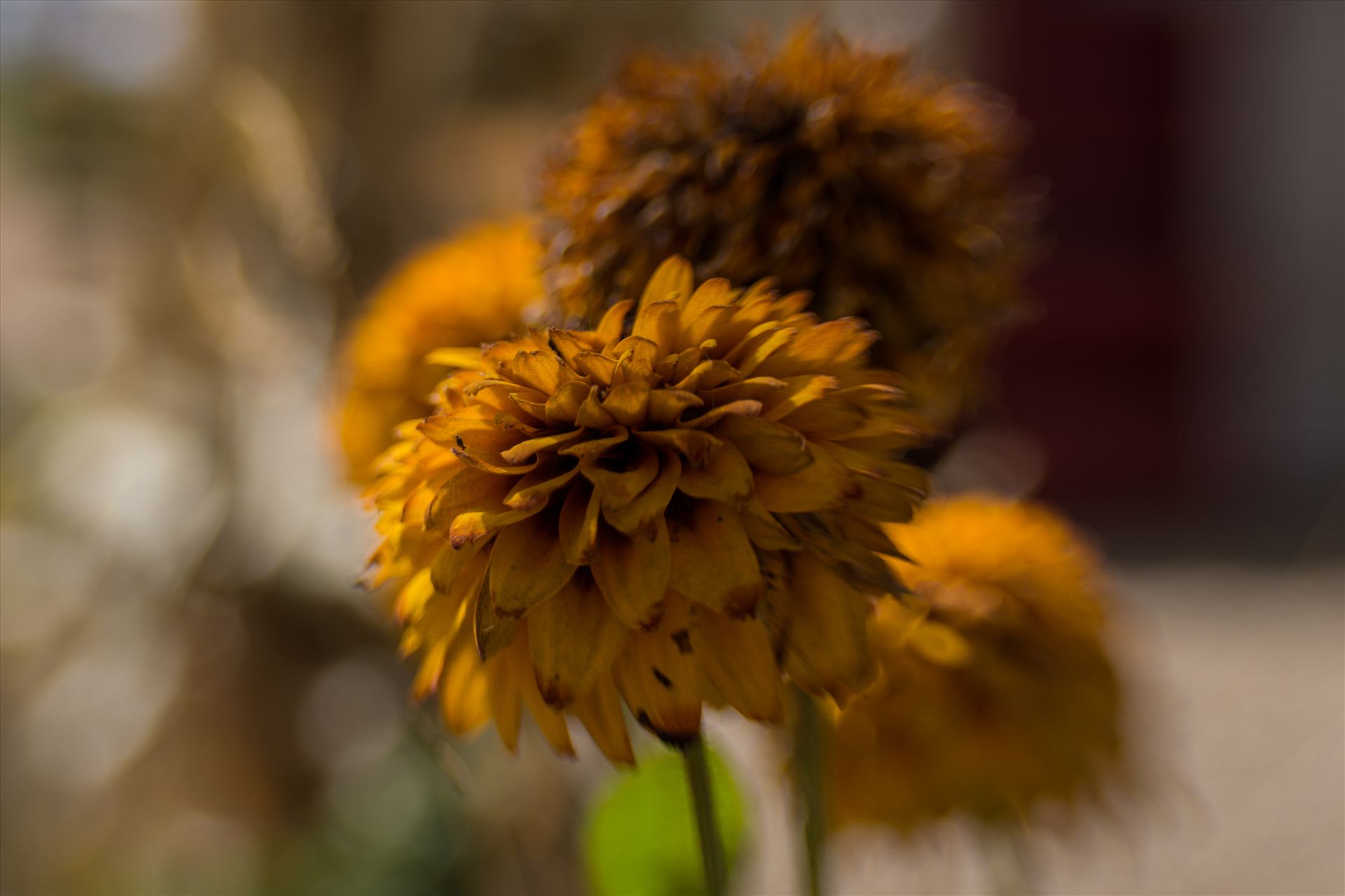 Fall Flower Puff 092715.jpg Warm Fall Flowers at the Pumpkin Patch by Sarah Williams