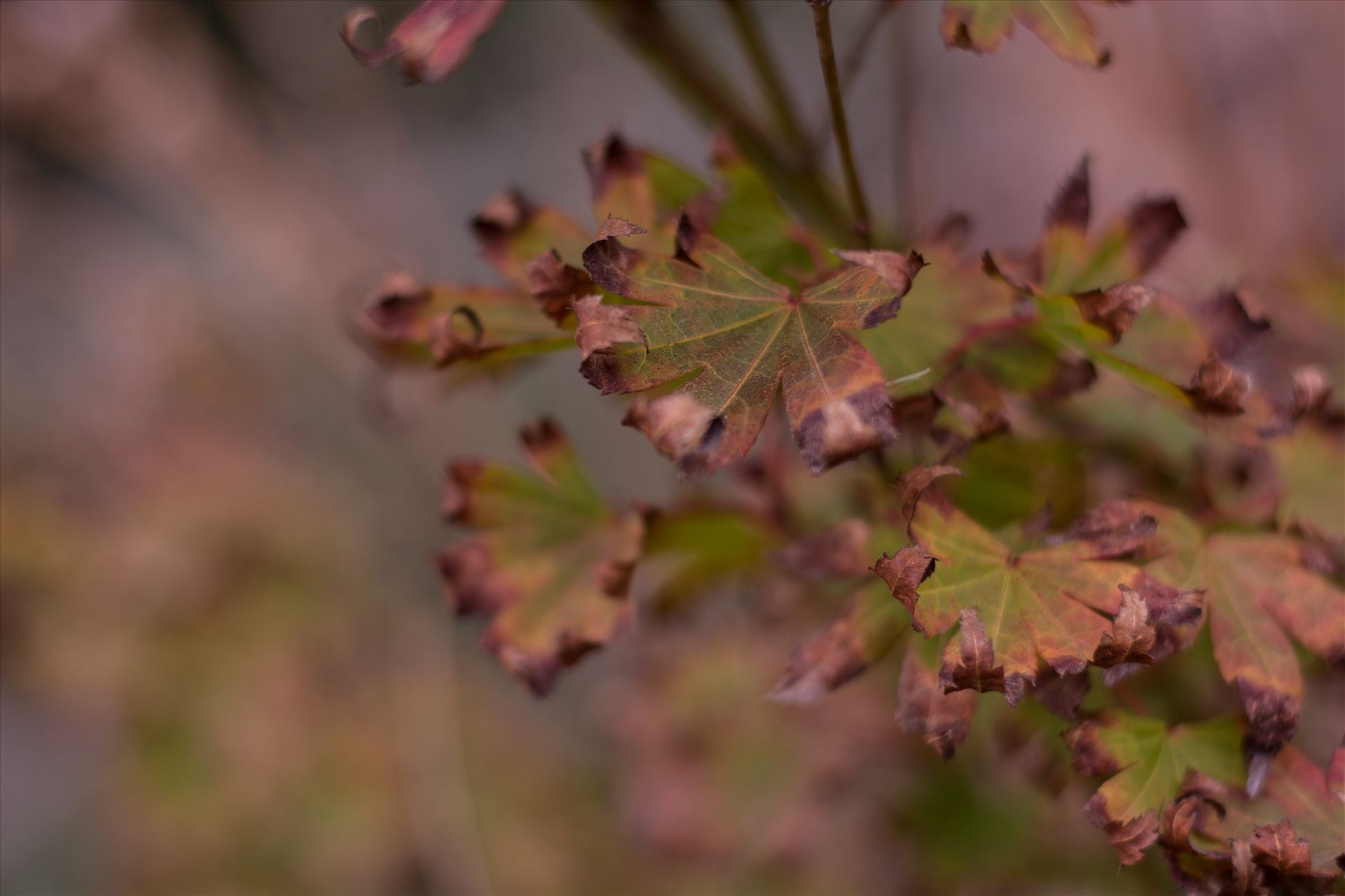 Curled Leaves.jpg  by Sarah Williams