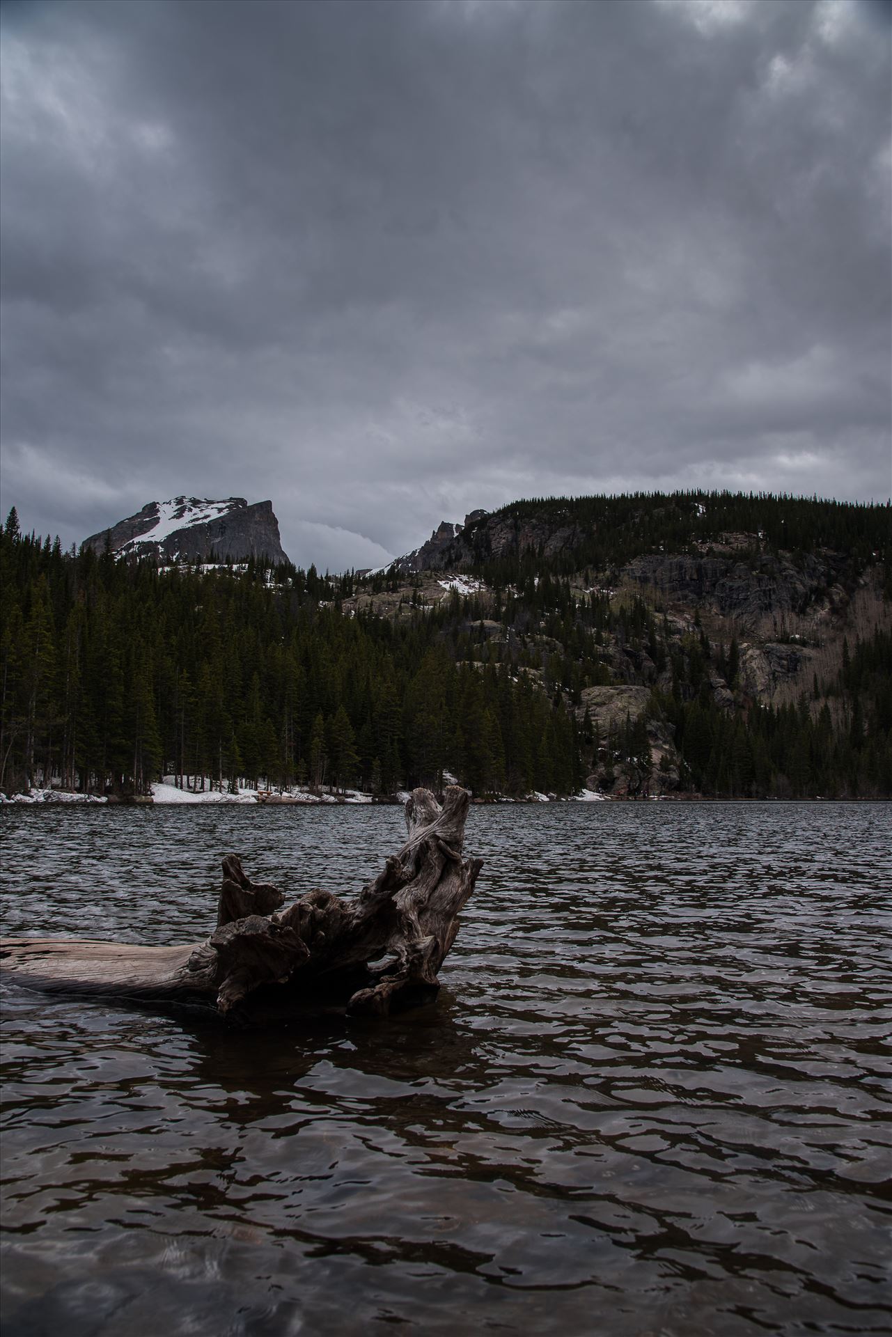 Bear Lake Driftwood FP (1 of 1).JPG  by Sarah Williams