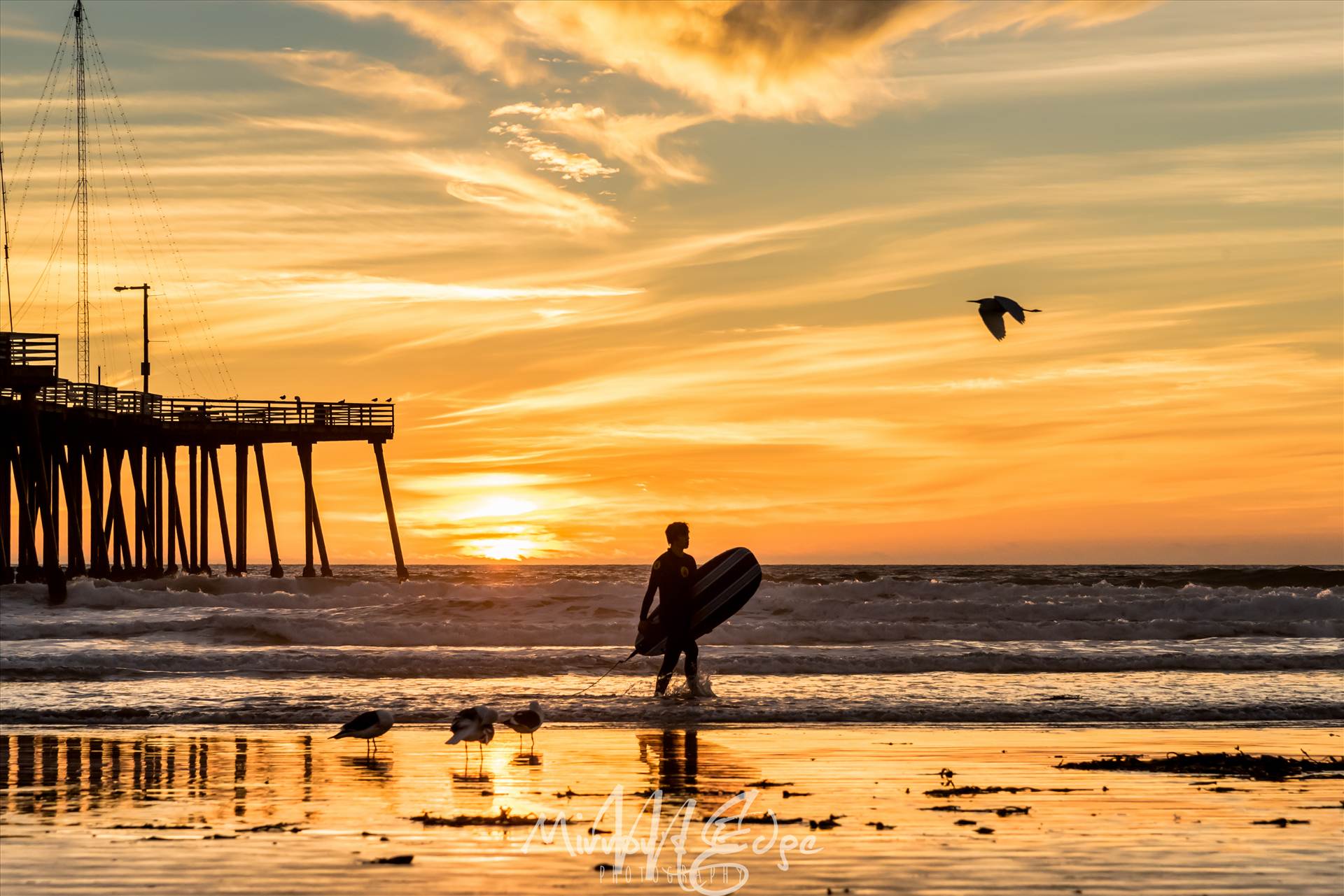 Sunset Surfing and a Flying Bird.jpg undefined by Sarah Williams