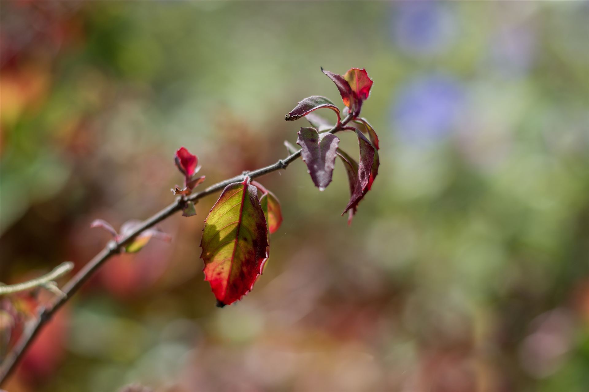 Leaves in the Sun 10272015.jpg Sunlight falling on leaves that are changing colors during the transition from Summer to Fall on California's Central Coast by Sarah Williams