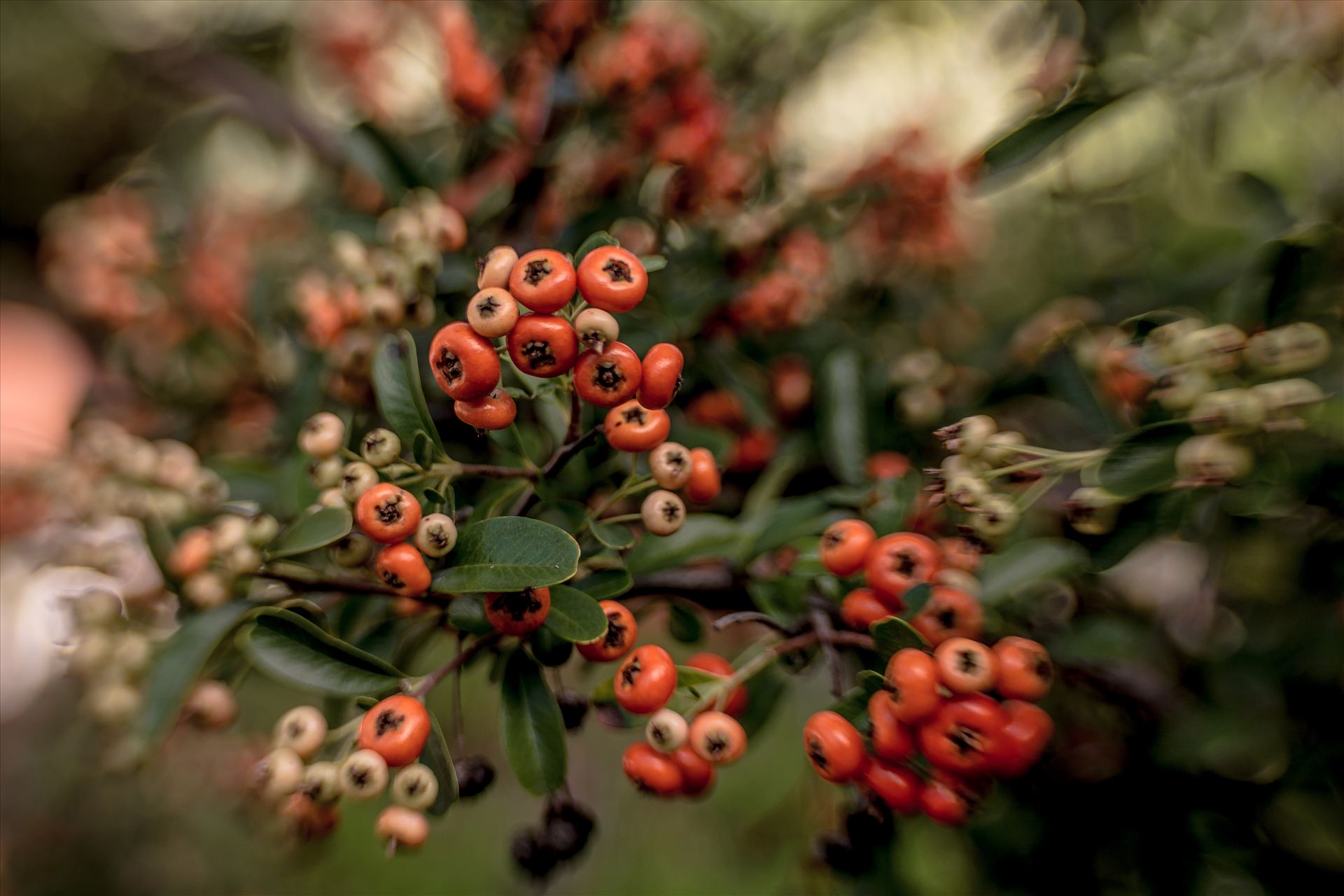 Fall Berries.jpg Celebrate Autumn color with spice colored berries by Sarah Williams
