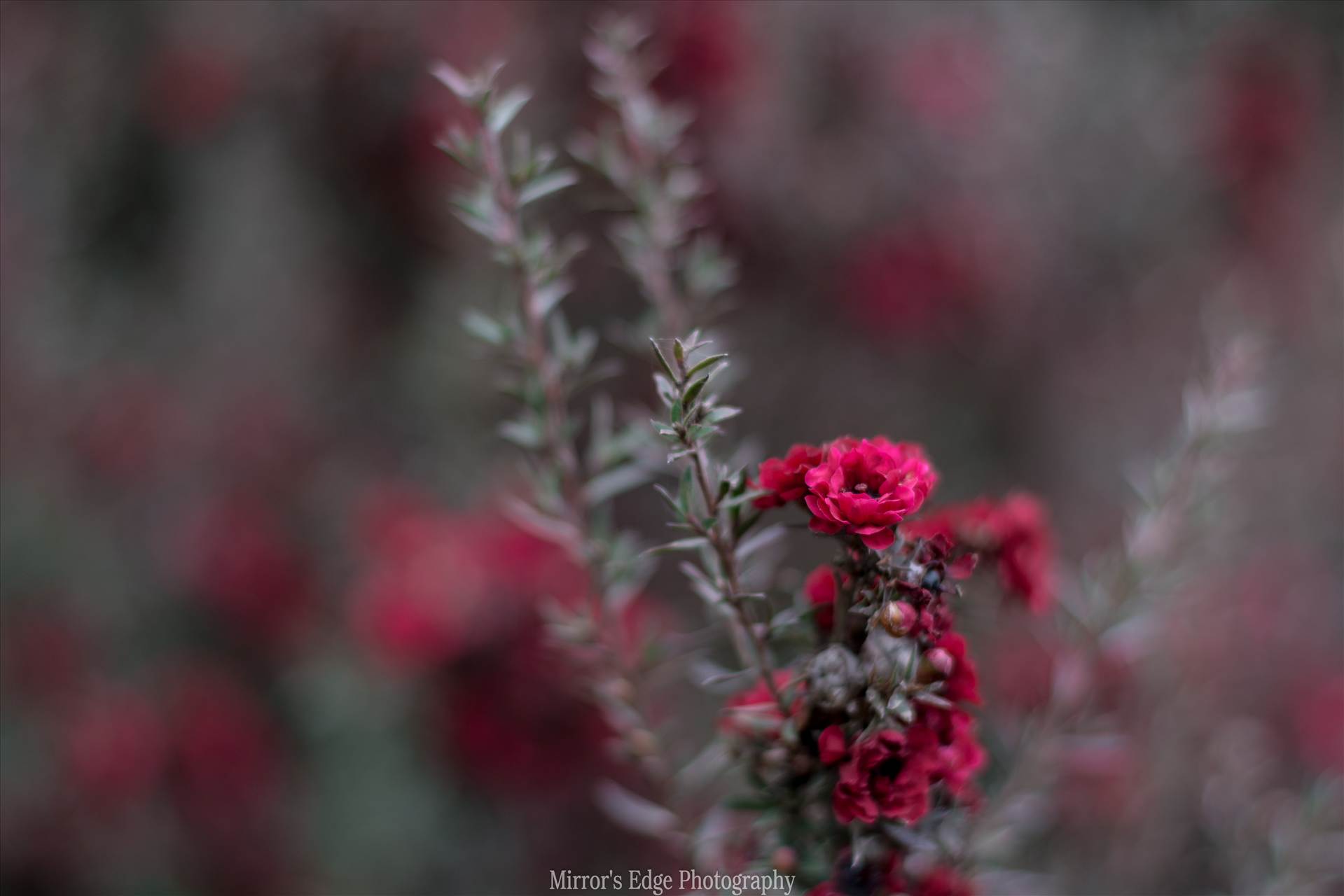 Red Blossoms Bokeh 3 10252015.jpg undefined by Sarah Williams
